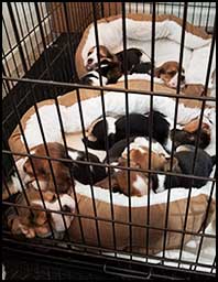 all puppies wk 5